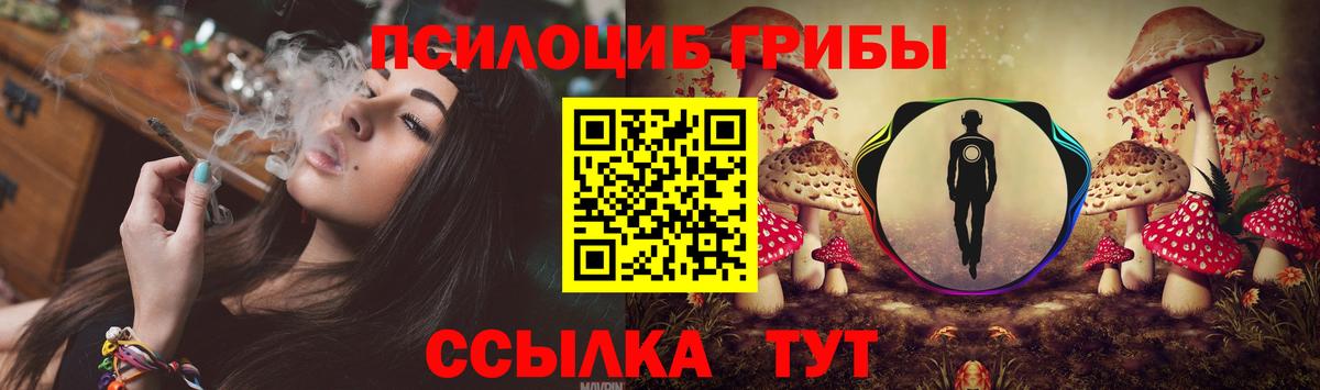 Галлюциногенные грибы Psilocybe Бердск